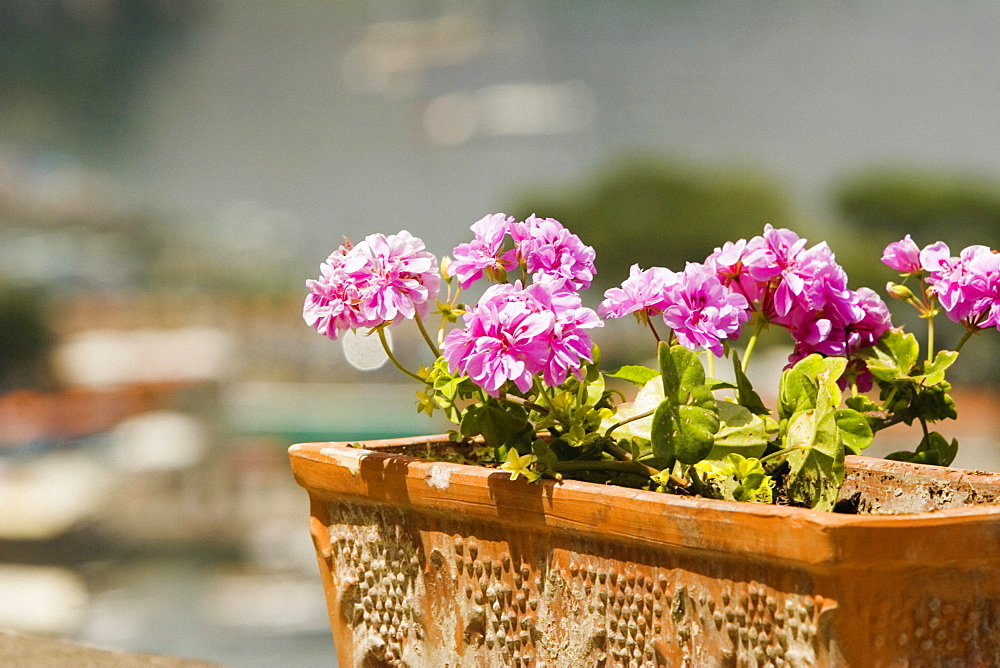 Close-up of potted plant, Sorrento, Sorrentine Peninsula, Naples Province, Campania, Italy