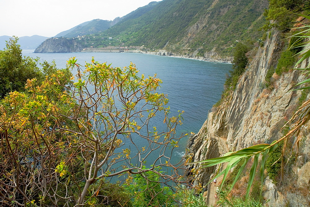 Trees on the coast, Italian Riviera, Cinque Terre National Park, Italy