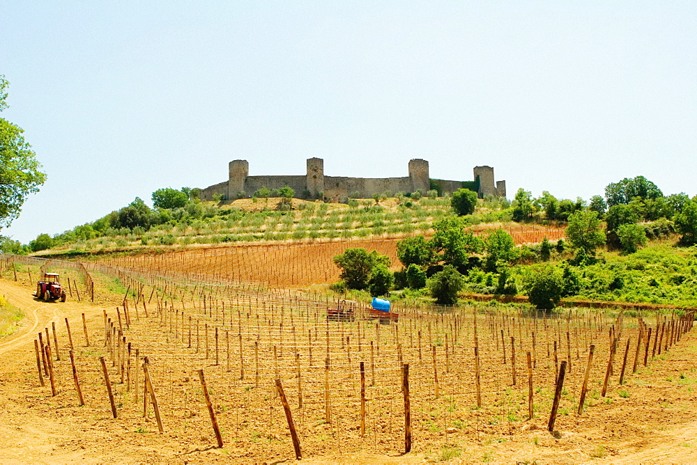 Vineyard in front of a fort, Monteriggioni, Siena Province, Tuscany, Italy