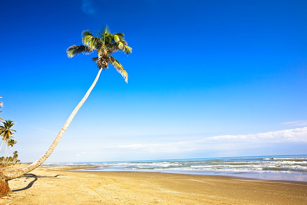 Palm tree on the beach, Ranch Beach, Papantla, Veracruz, Mexico