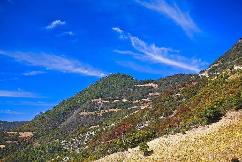 High angle view of trees on a hill, Hierve El Agua, Oaxaca State, Mexico