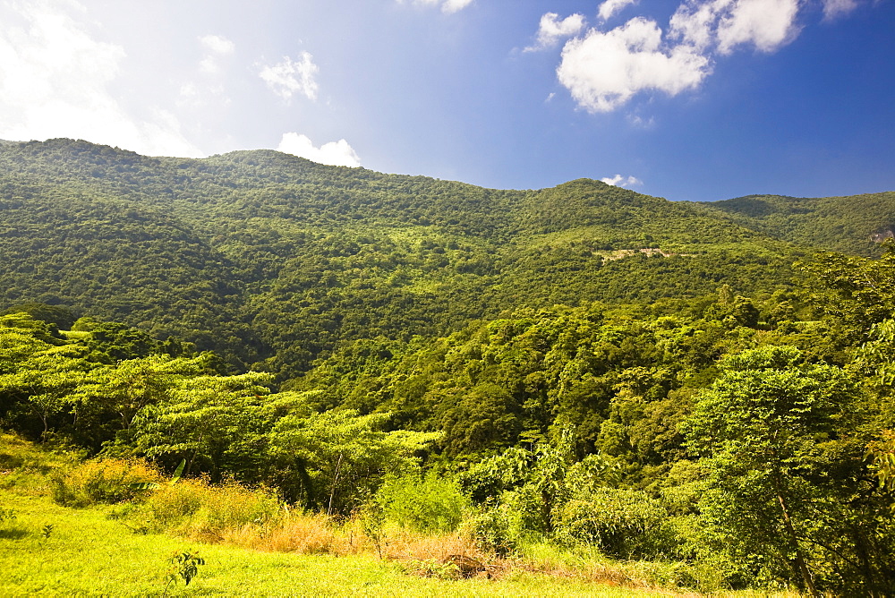 Trees in a forest, Tamasopo, San luis Potosi, Mexico