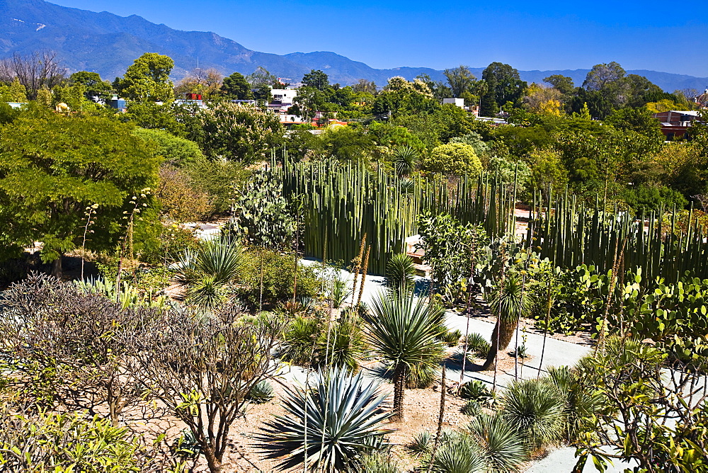 High angle view of plants and trees, Santo Domingo, Oaxaca, Oaxaca State, Mexico