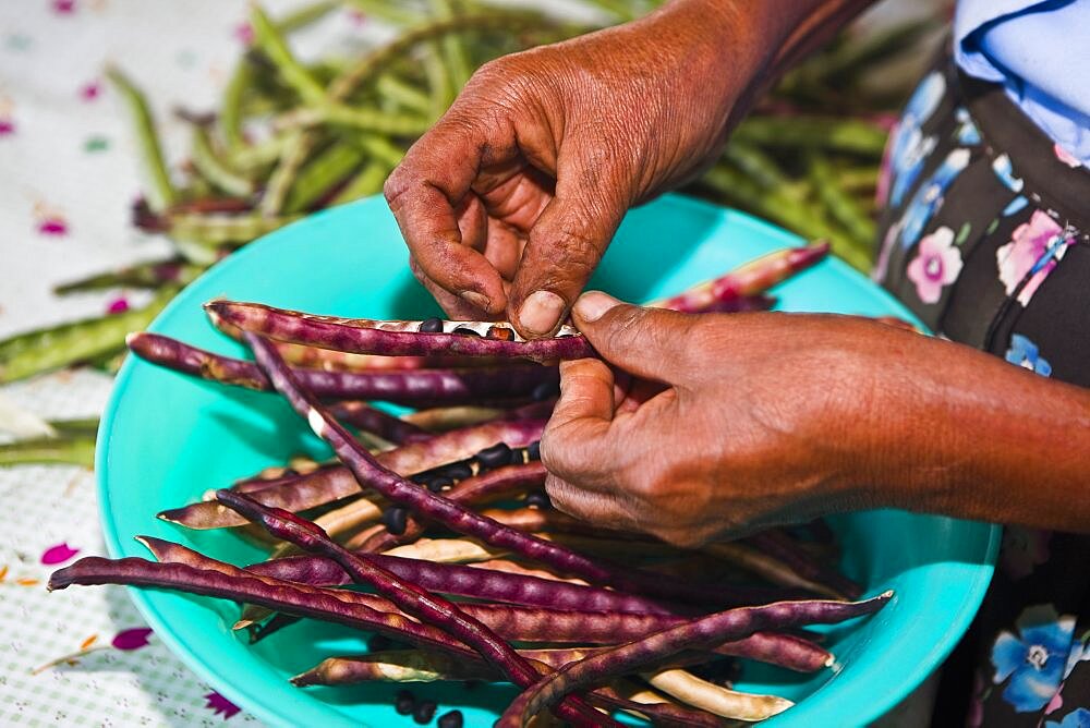 Close-up of a woman's hand podding dried beans, Hidalgo, Papantla, Veracruz, Mexico