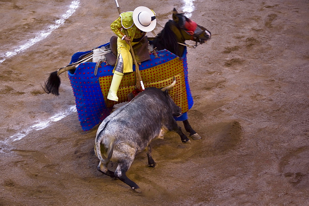 High angle view of a bull fighting, Plaza De Toros San Marcos, Aguascalientes, Mexico