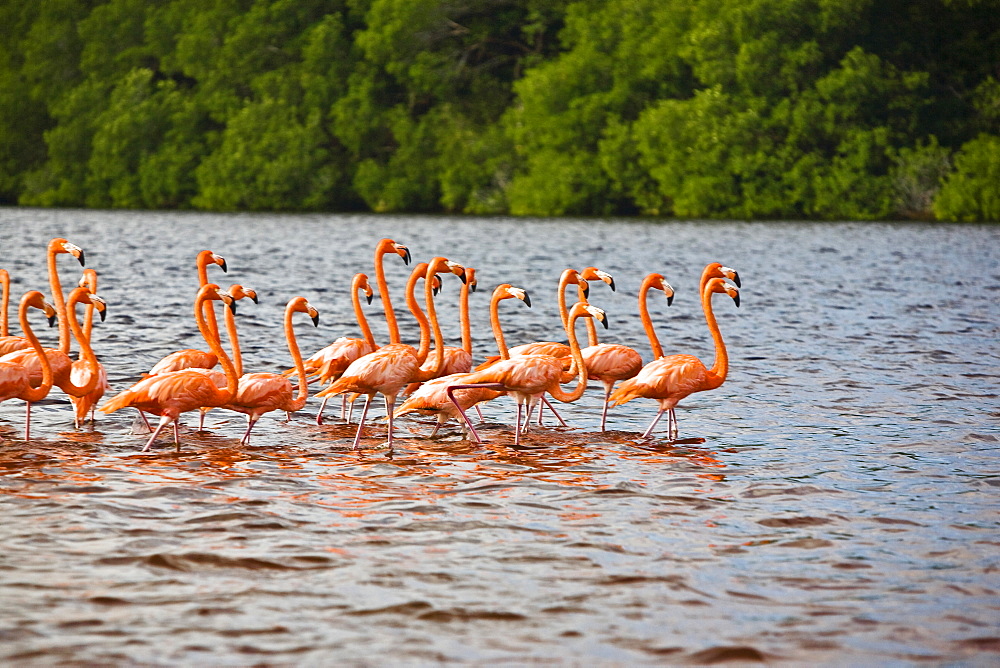 Flock of Ria De Celestun birds in water, Yucatan, Mexico