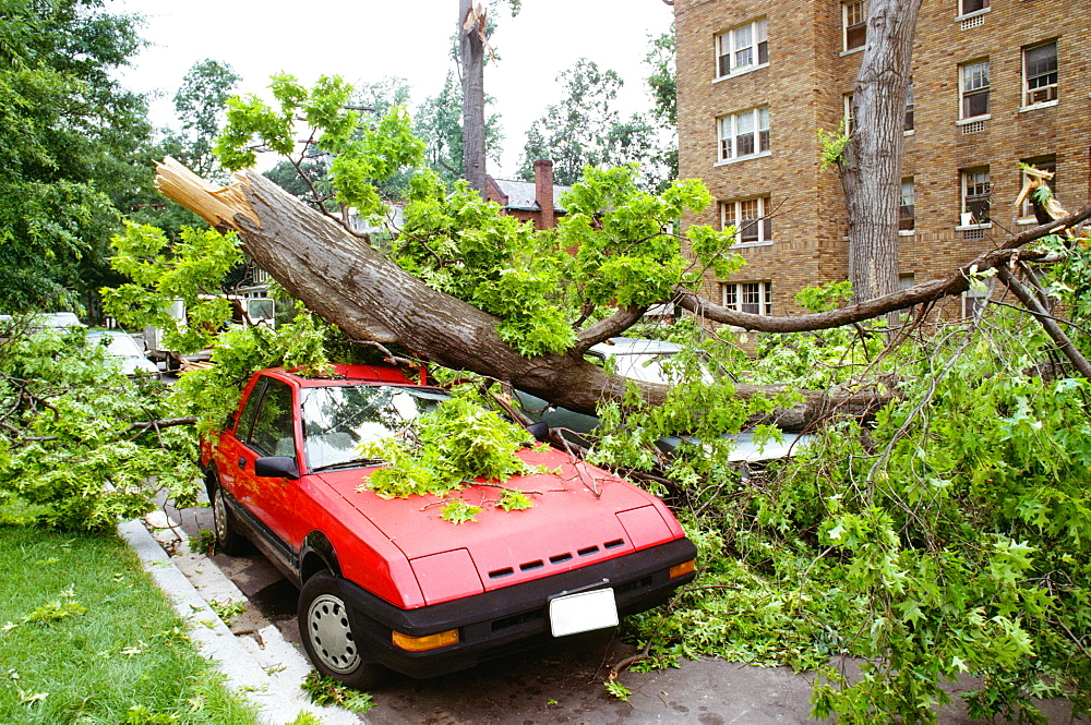 Fallen tree on a car, Washington DC, USA