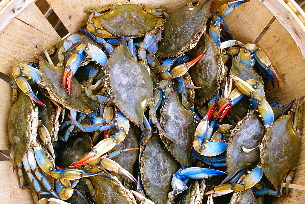 High angle view of crabs in a basket, Annapolis, Maryland, USA