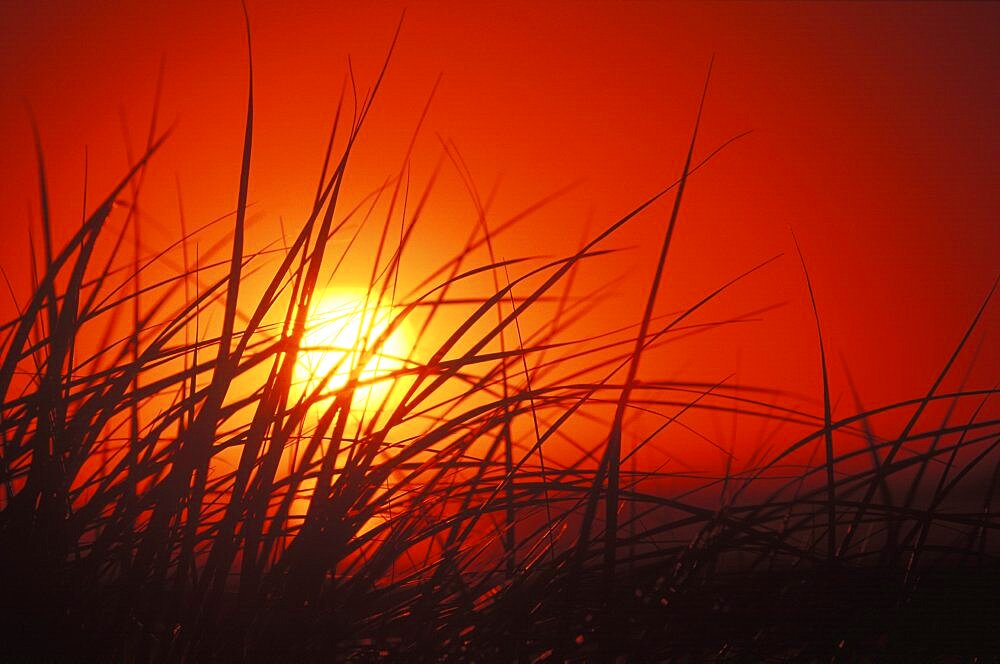 Sunset behind tall grass