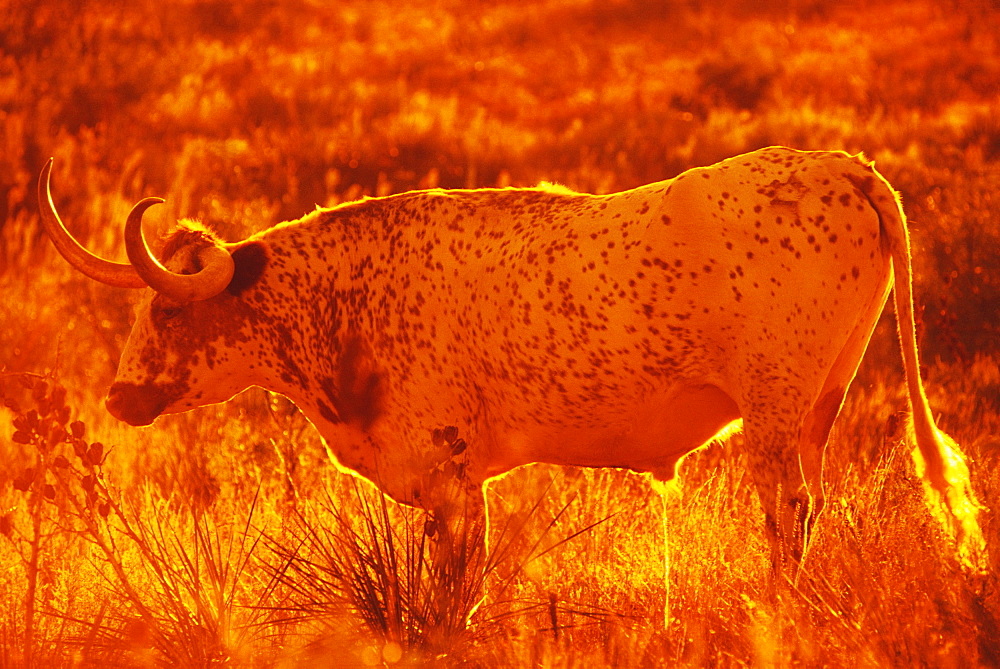 Texas longhorn bull standing on a field, Texas, USA