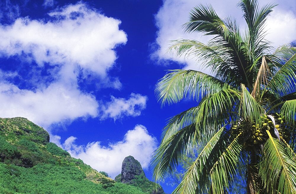 Low angle view of a coconut palm tree