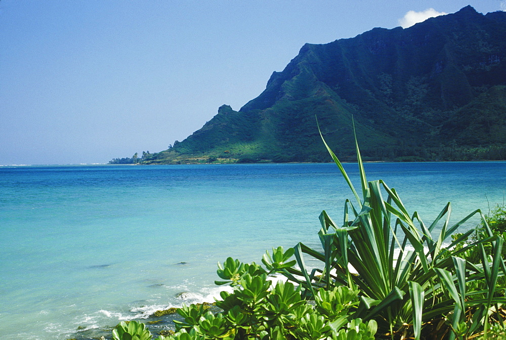 Plants on the beach, Hawaii, USA