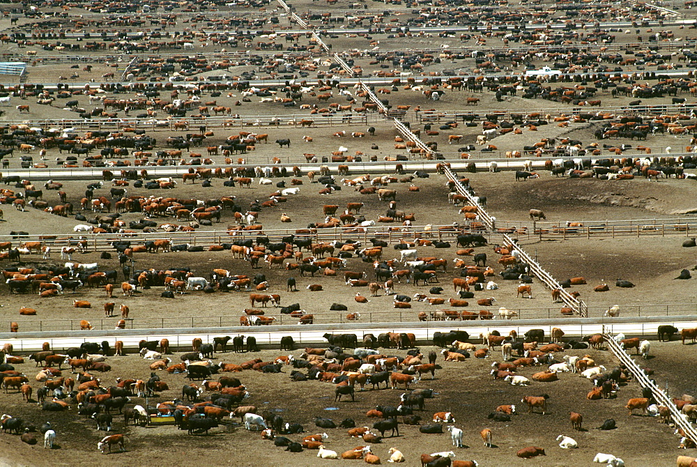 Aerial view of World’s largest cattle feedlot (120,000 head). Monfort beef, CO