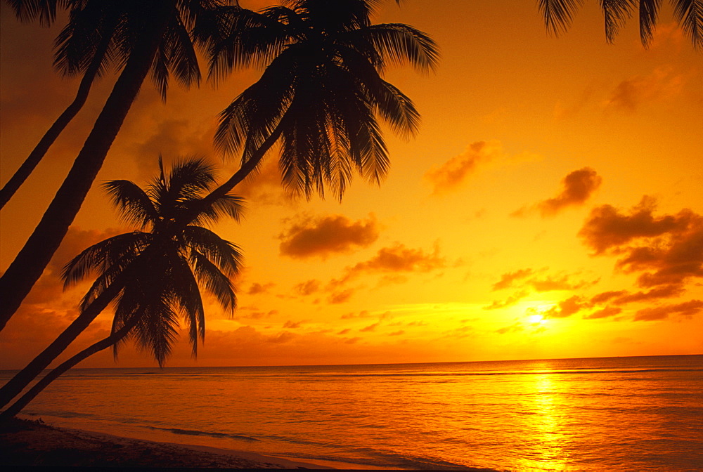 Silhouette of palm trees on the beach, Caribbean