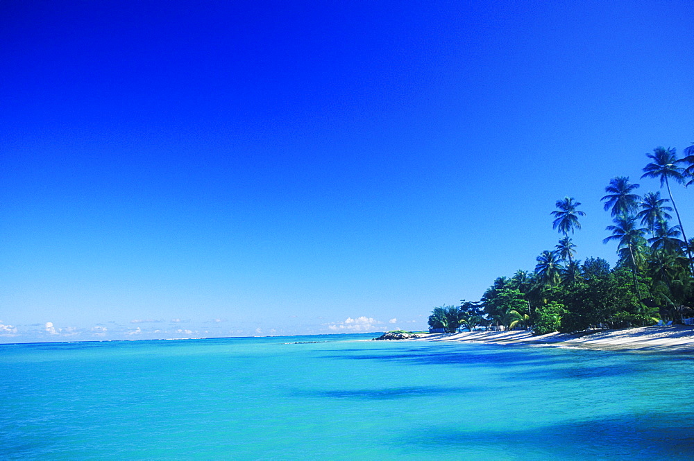 Palm trees on the beach, Caribbean