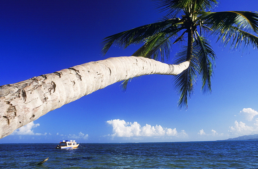 Palm tree leaning over the sea, Caribbean