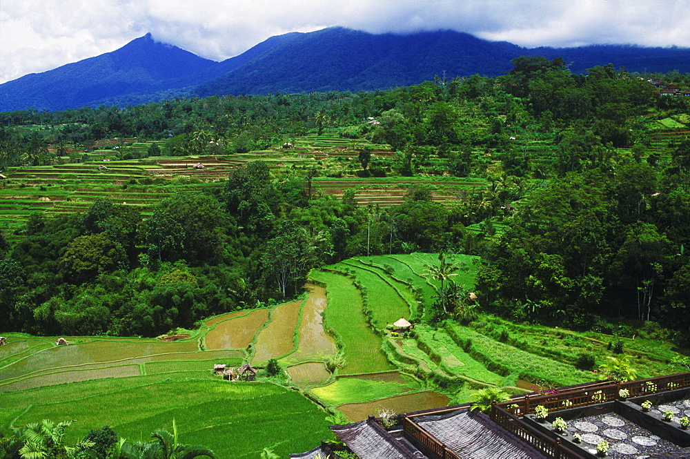 High angle view of a field, Bali, Indonesia