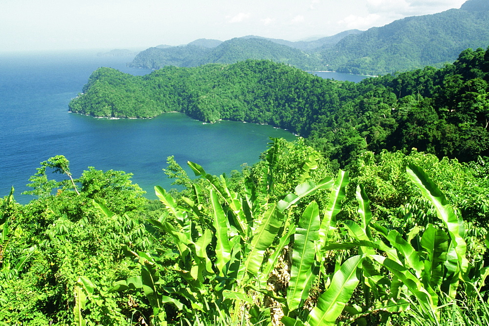 Maracas Bay is seen beyond a banana plantation, Trinidad, Caribbean