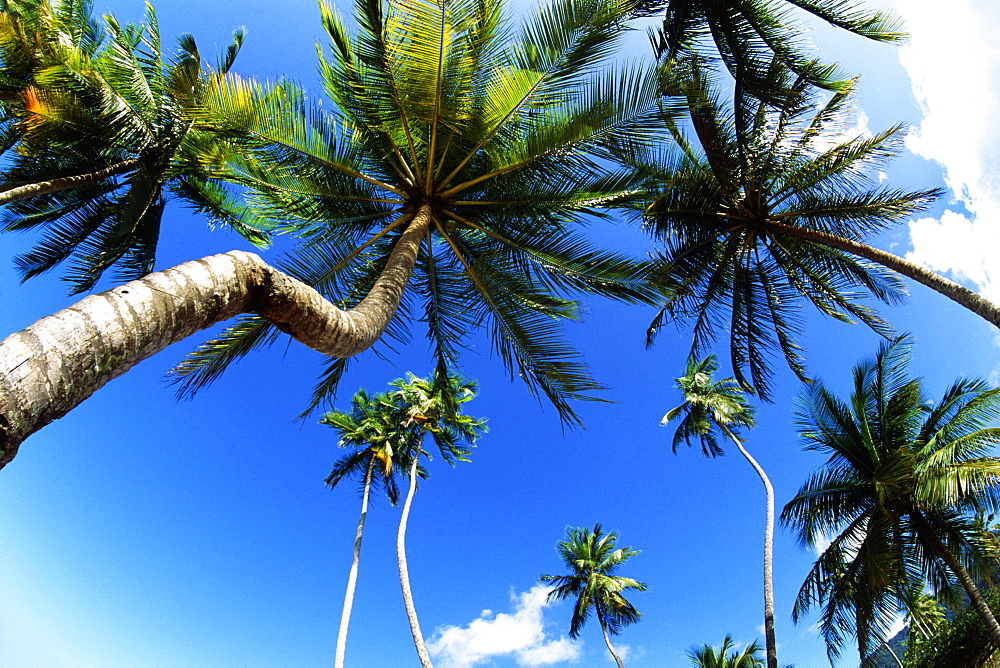 Low angle view of tall palm trees, Trinidad