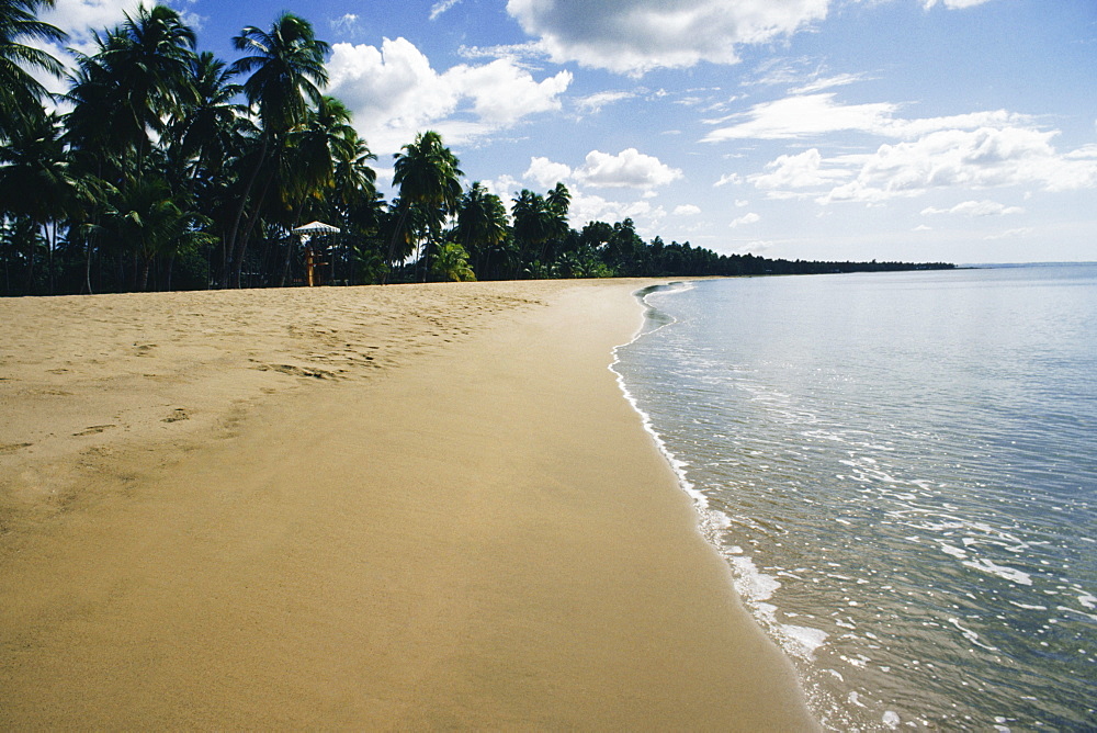 Coastline of a sea adorned with greenery, Mayaguez beach, Puerto Rico