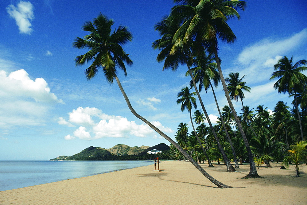 Low angle view of palm trees on a beach, Puerto Rico