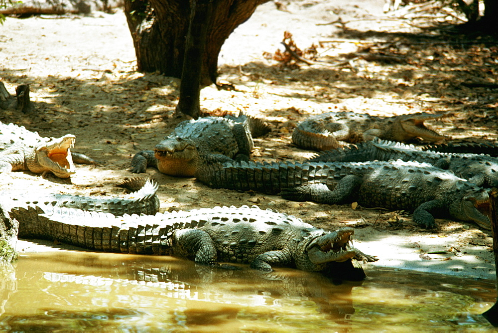 Alligators are sun bathing on an Alligator Farm, Jamaica