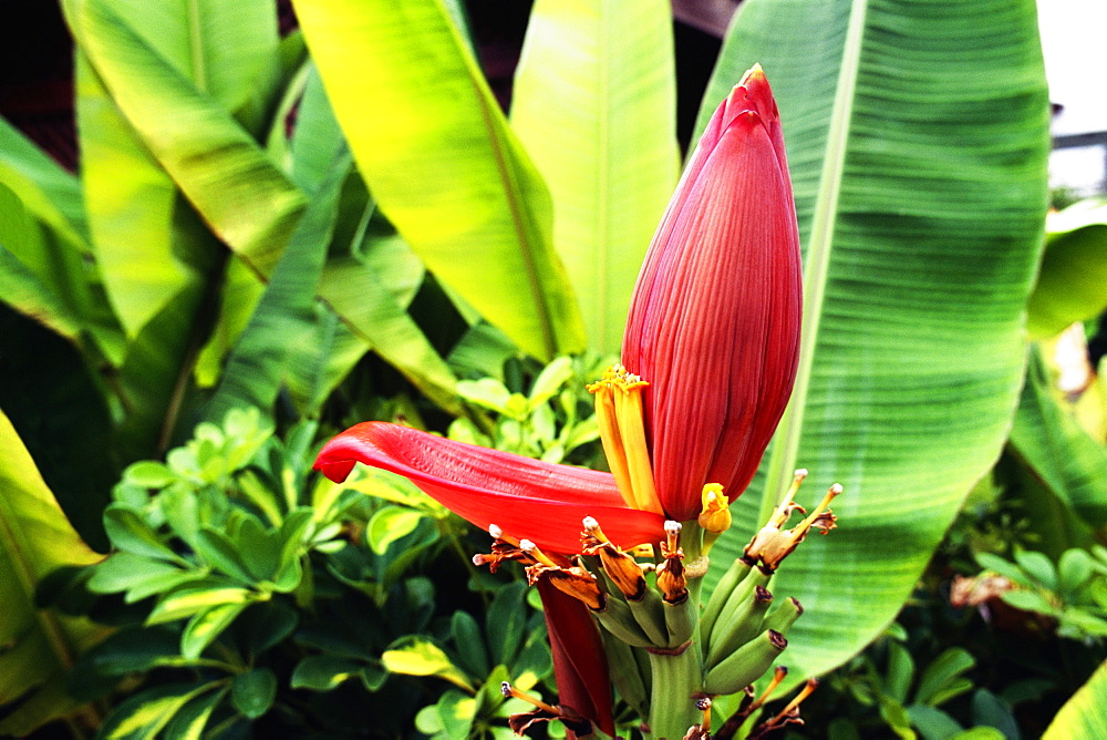 A banana plant is seen growing in Jamaica