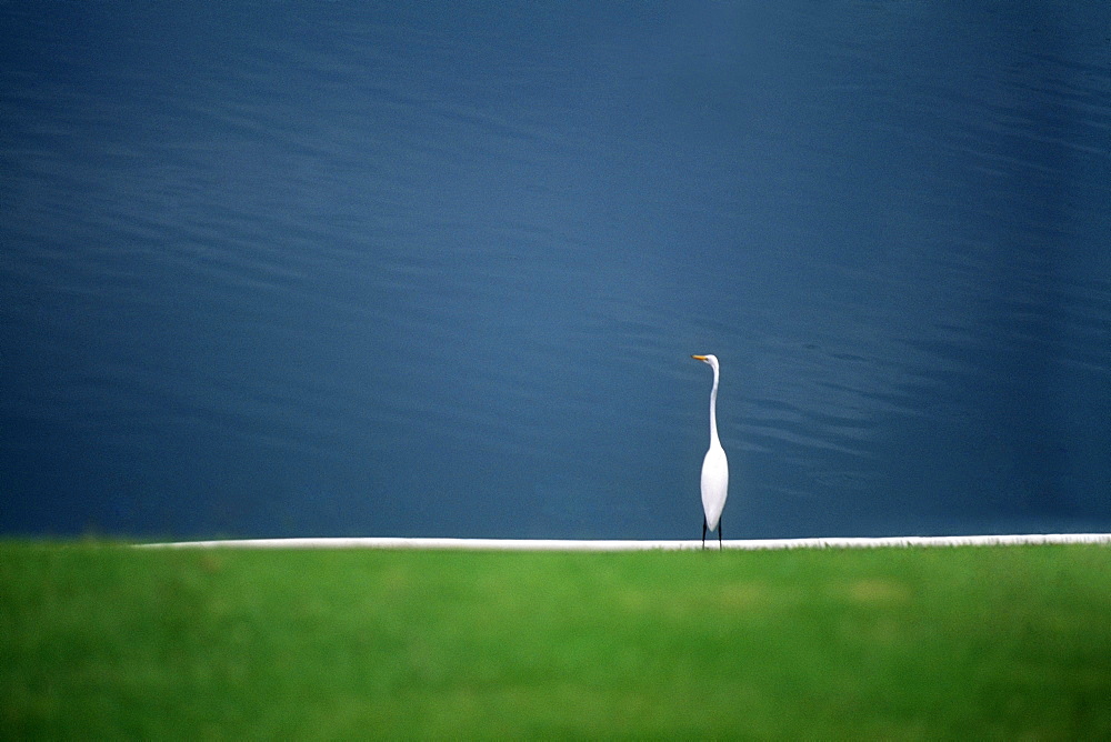 A white egret is seen near a pond on the island of Jamaica