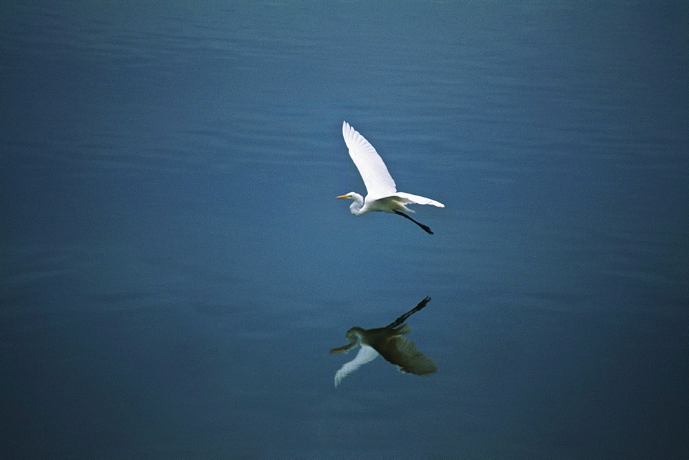 A white egret is seen flying over the island of Jamaica
