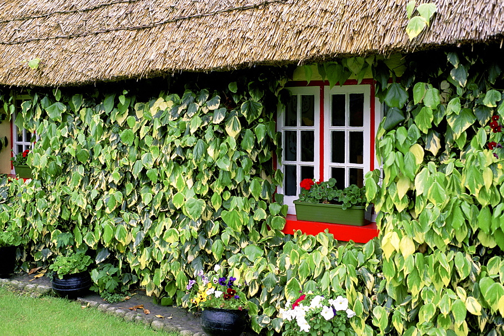 Potted plant on a window sill, Adare, Republic of Ireland