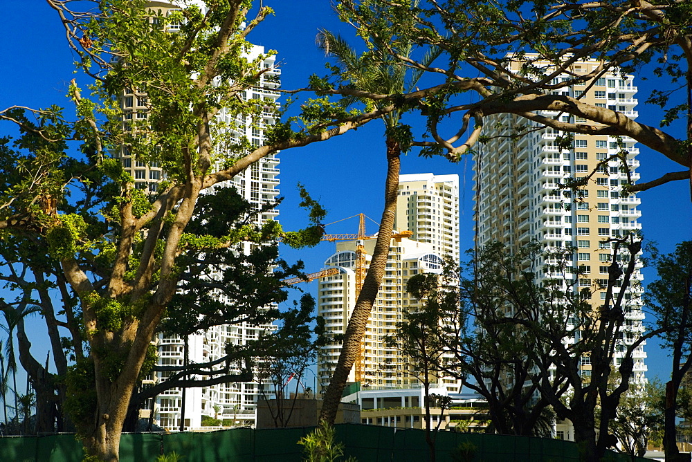 Low angle view of buildings behind trees, Miami, Florida, USA