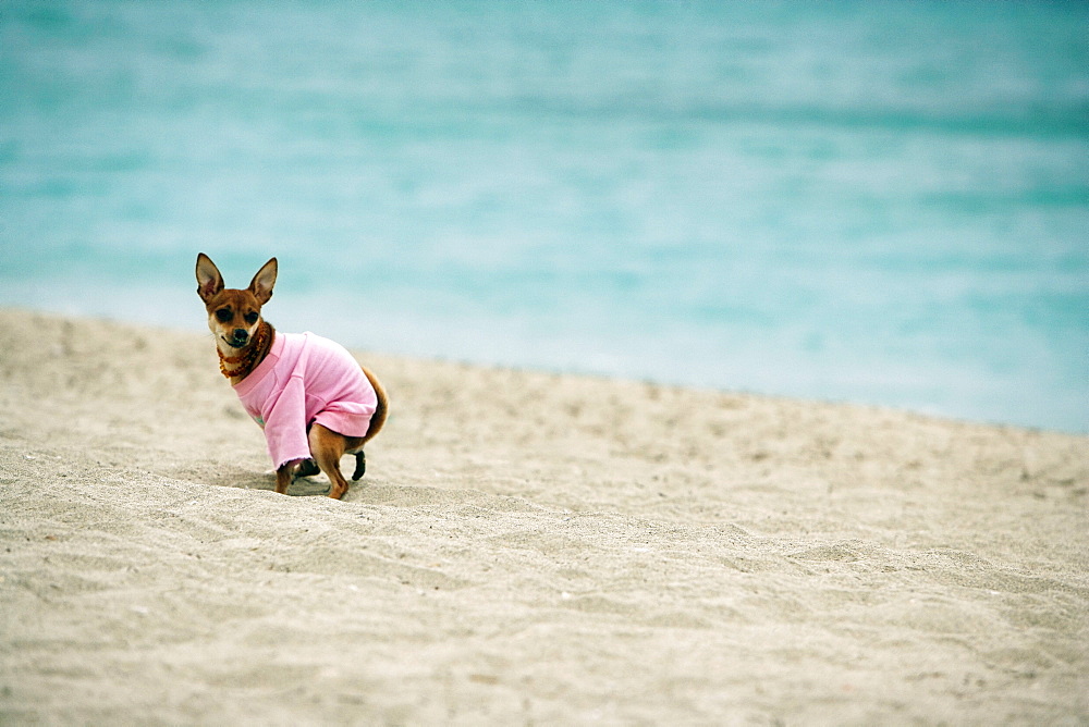 Side profile of a dog defecating on the beach