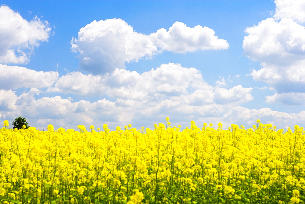 Yellow flowers in a field, Czech Republic