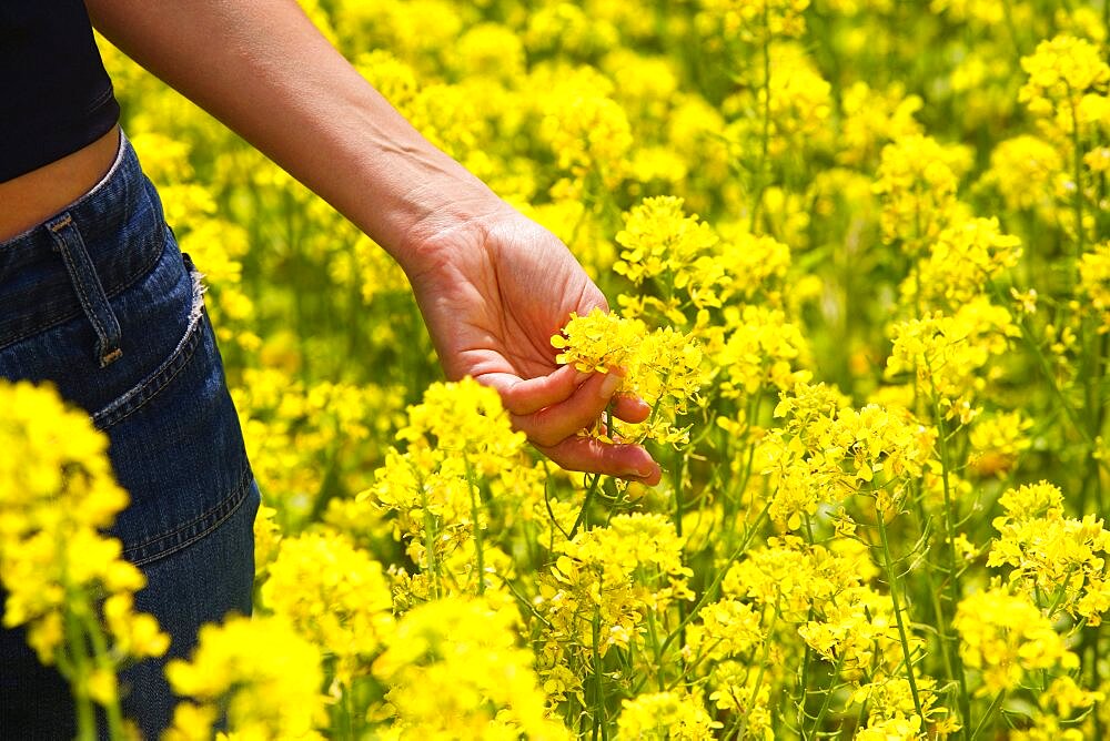 Mid section view of a young woman picking a flower