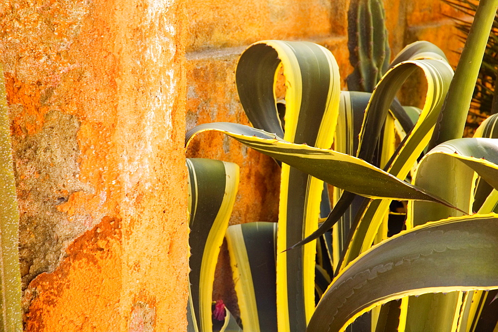 Close-up of cactus leaves