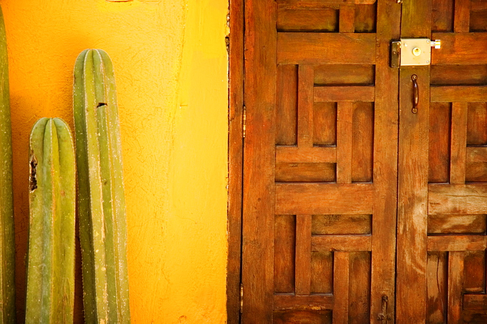 Close-up of cactus near a door, Mexico