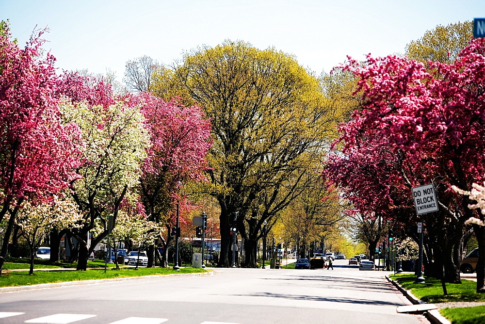 Trees along a road, Washington DC, USA
