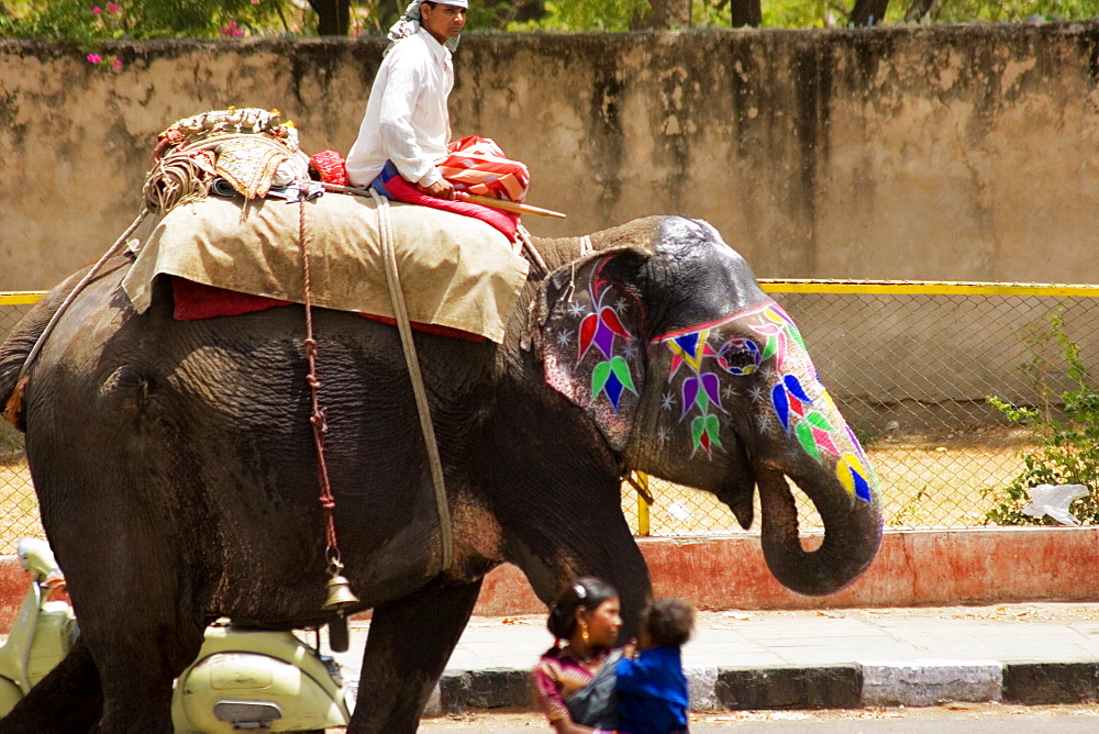 Young man riding an elephant, Jaipur, Rajasthan, India