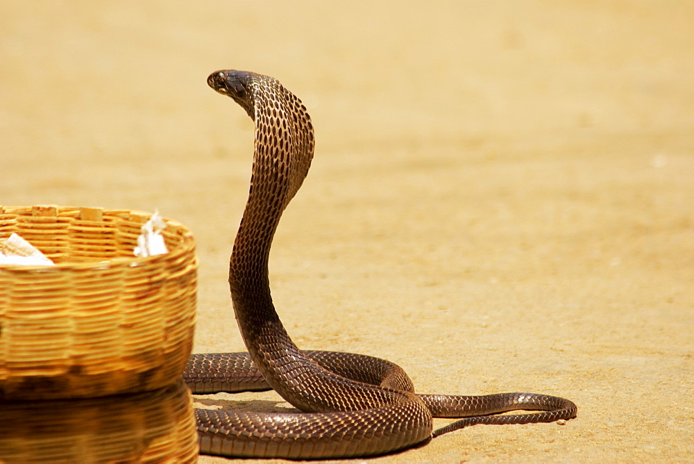 Side profile of a cobra, Pushkar, Rajasthan, India