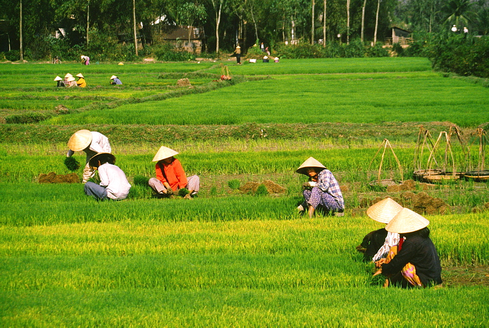 Farmers working in rice fields outside Danang, Vietnam