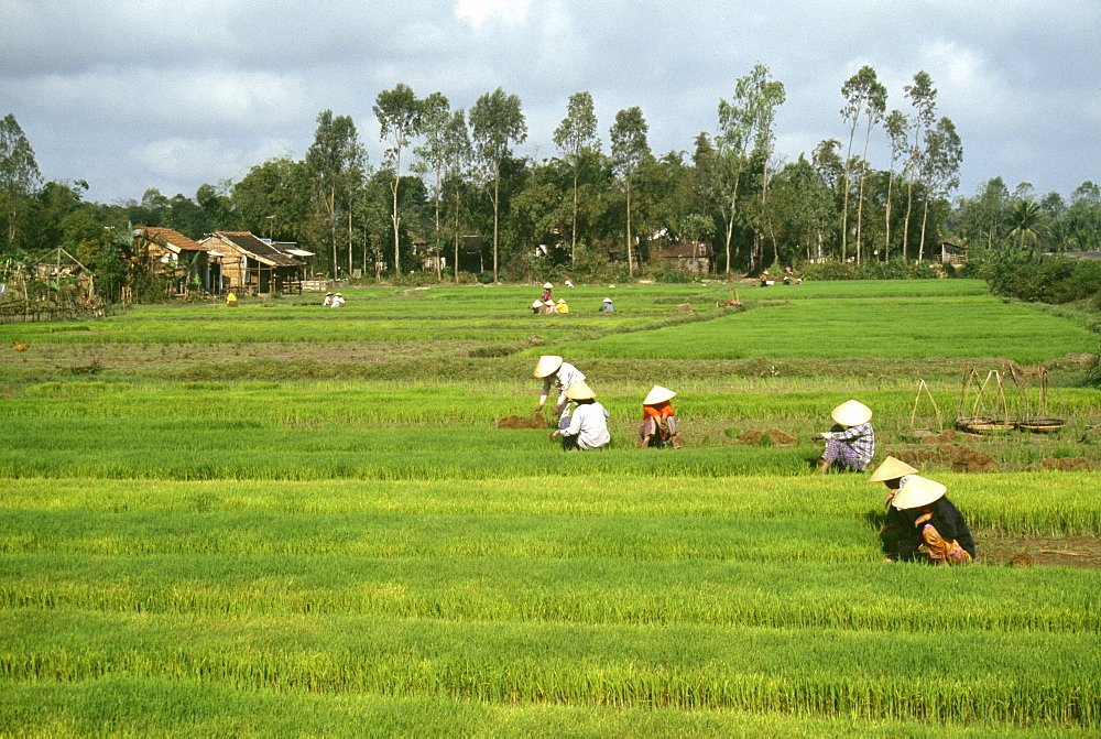 Farmers working in rice fields outside Danang, Vietnam