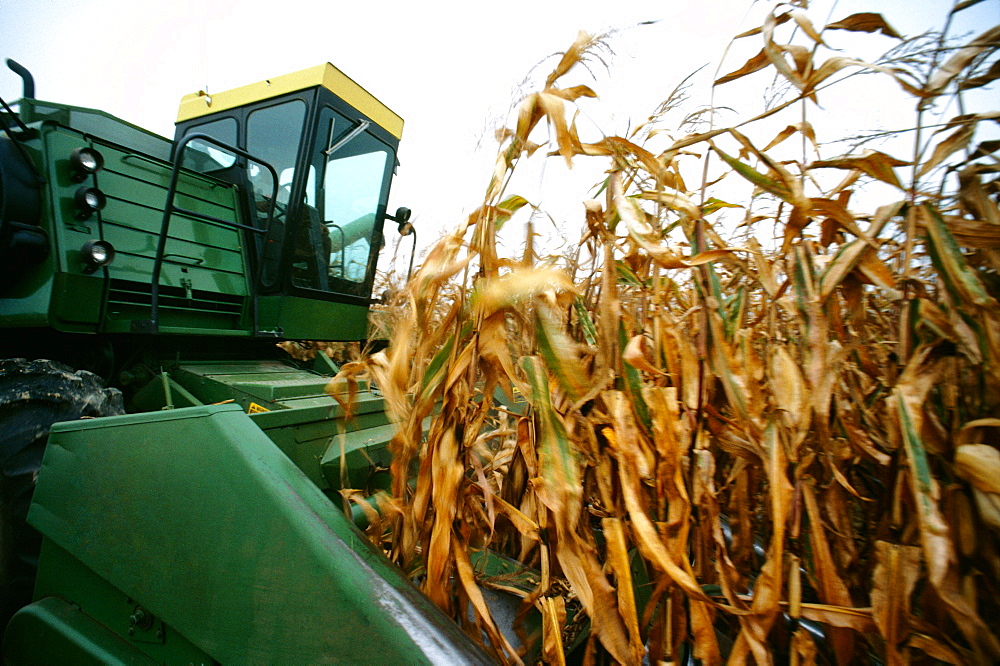 Closeup of combine cutting thru corn on Henry farm in Clinton county, OH