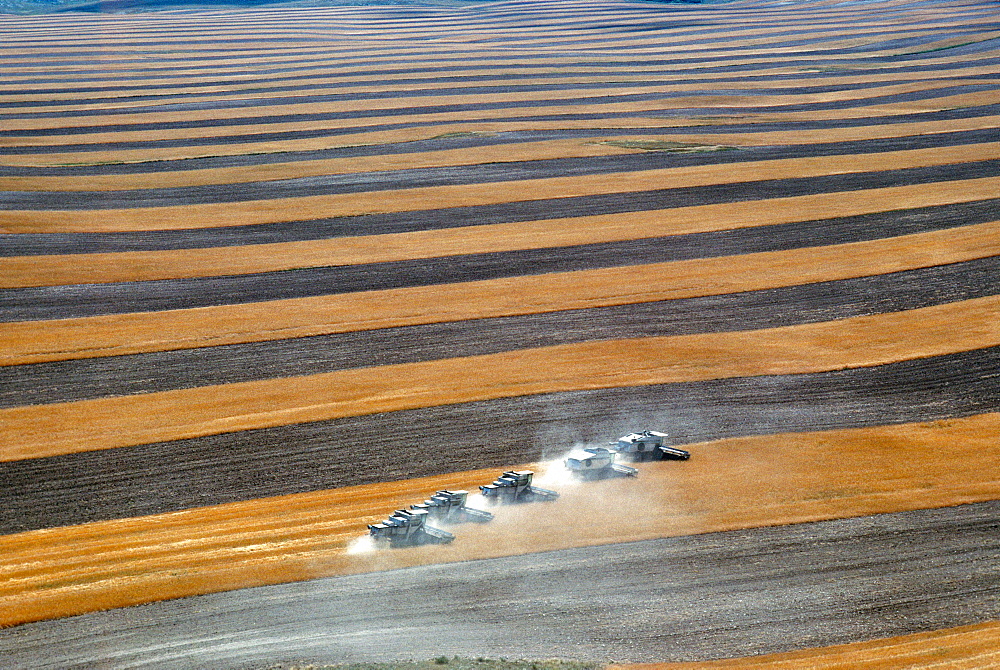 Aerial view of custom harvest combines harvesting wheat, with strips of field and five combines in a role, WY