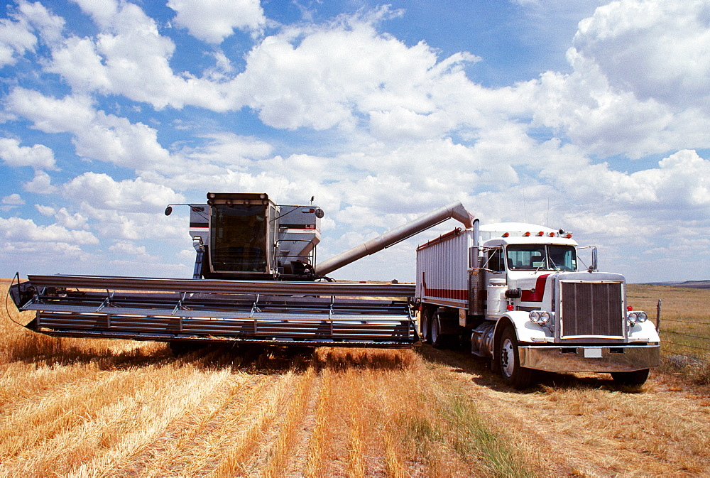 Custom harvest combine harvest wheat, combine loads wheat into the truck near Cheyenne, WY