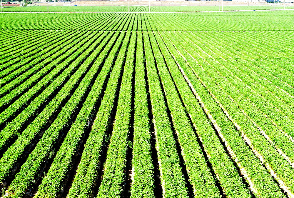 Truck garden crops in Southern California