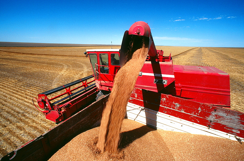 Close-up of a red combine loading wheat into the truck, clear blue sky in the background, Burlington, Colorado