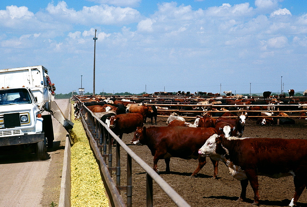 Feed truck loads troughs at Monfort Beef feedlot, near Greeley, Colorado