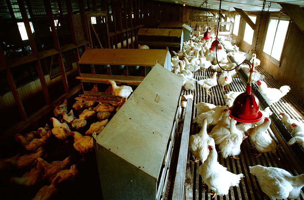 Prime laying hen being grown on research farm,Pocomoke, Virginia