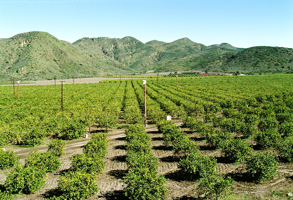 Orange Groves in Southern California