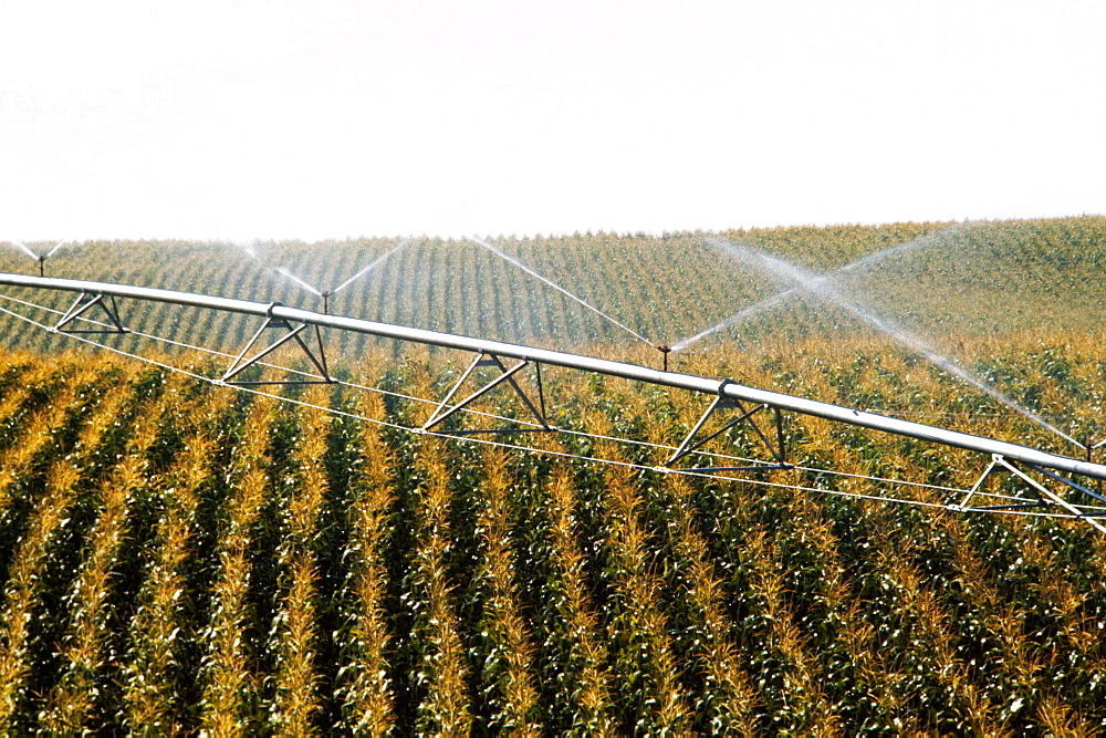 Irrigation system for corn field